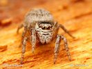 Jumping Spider