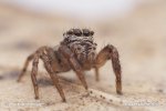 Jumping Spider