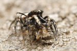 Jumping Spider