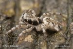 Jumping Spider