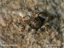 Jumping Spider