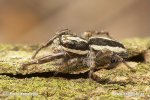 Jumping Spider