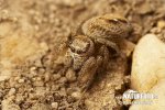 Jumping Spider