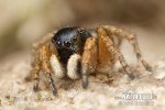 Jumping Spider