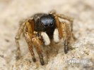 Jumping Spider