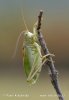 Kleine groene sabelsprinkhaan