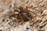 Lace Webbed Spider