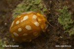 Lady Beetle