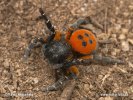 Lady bird Spider