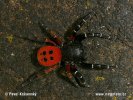 Lady bird Spider