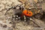 Ladybird spider