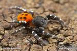 Ladybird spider