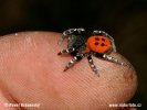 Ladybird spider