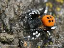 Ladybird spider