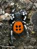 Ladybird spider