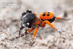 Ladybird spider