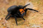 Ladybird spider