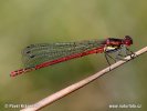 Large Red Damselfly