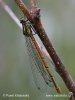 Large Red Damselfly