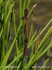 Large Red Damselfly