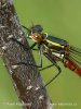 Large Red Damselfly