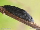 Large red Slug