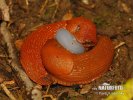 Large red Slug