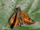 Large Skipper