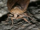 Large Yellow Underwing