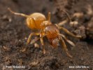 Lasius flavus