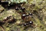 Lasius fuliginosus