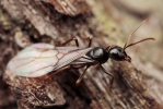 Lasius fuliginosus