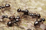 Lasius fuliginosus