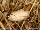 Lasius niger