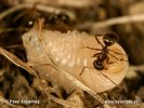 Lasius niger