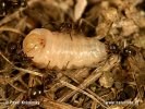 Lasius niger