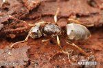 Lasius niger