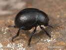 Leaf Beetle