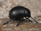 Leaf Beetle