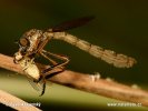 Leptogaster cylindrica