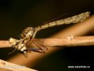 Leptogaster cylindrica