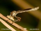 Leptogaster cylindrica