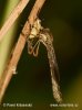 Leptogaster cylindrica