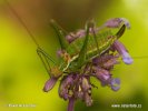 Leptophyes albovittata