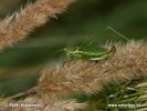 Leptophyes albovittata