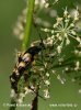 Leptura maculata