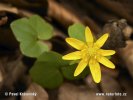 Lesser Celandine