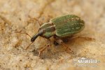 Lesser Clover Leaf Weevil