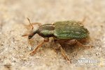 Lesser Clover Leaf Weevil