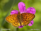 Lesser Marbled Fritillary